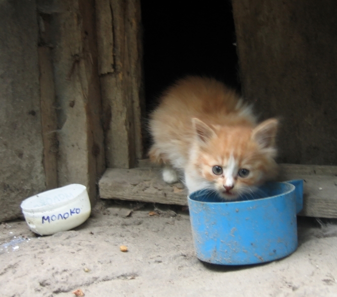 Поговорим о кошках40