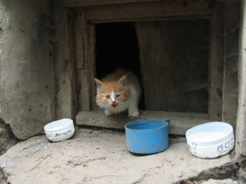 Поговорим о кошках40