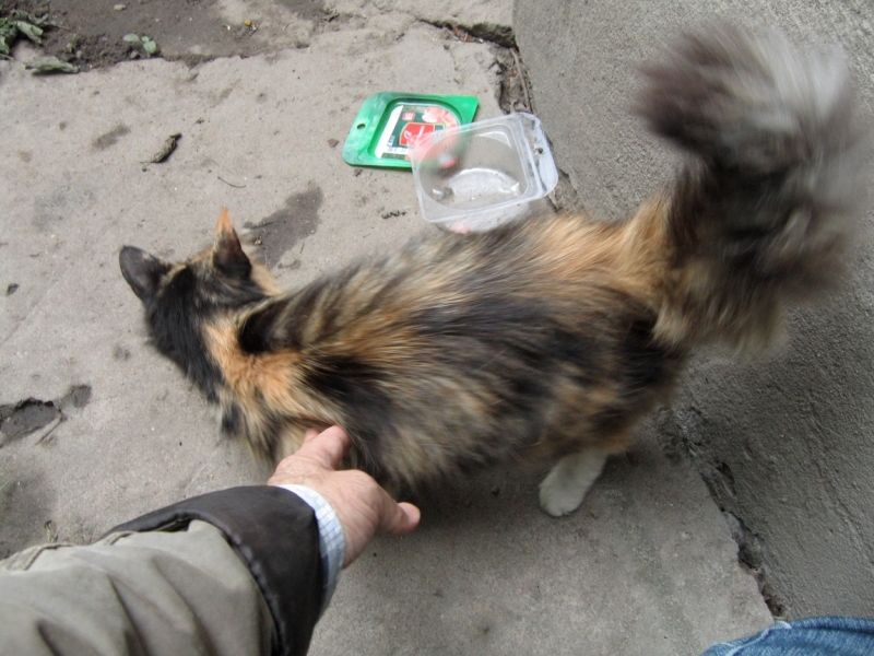 Поговорим о кошках40