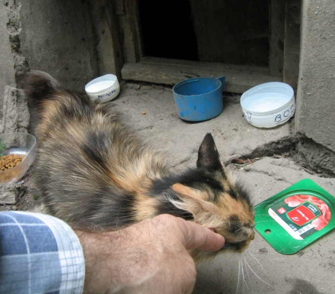 Поговорим о кошках40