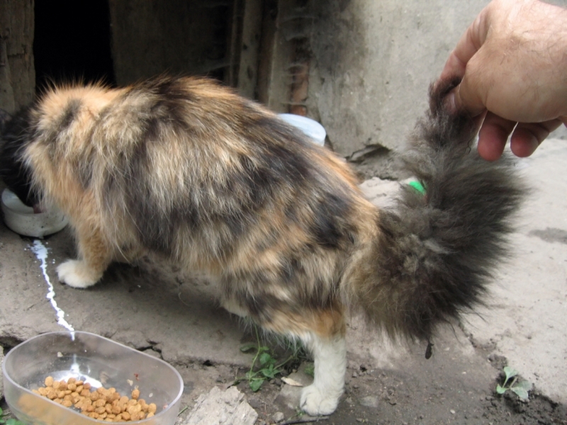 Поговорим о кошках40