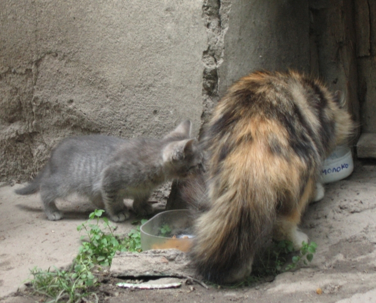 Поговорим о кошках40