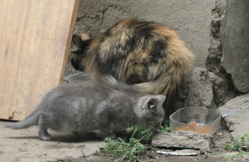 Поговорим о кошках40