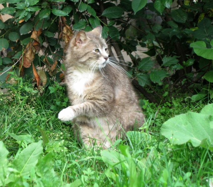 Поговорим о кошках40