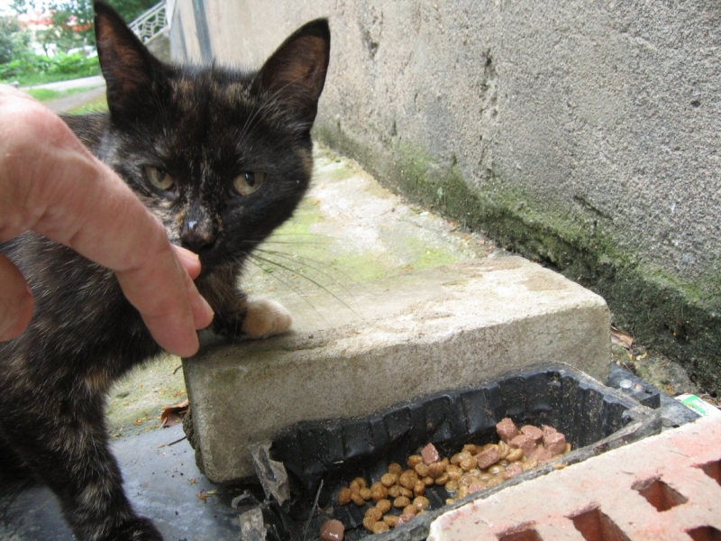 Поговорим о кошках40