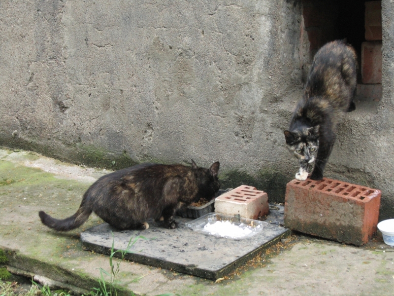 Поговорим о кошках40