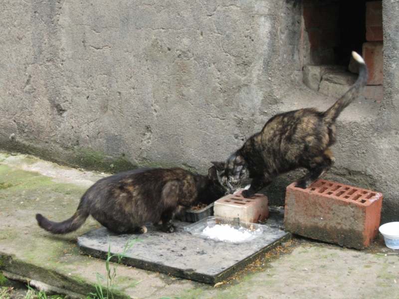 Поговорим о кошках40