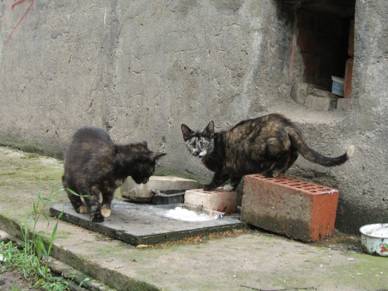 Поговорим о кошках40