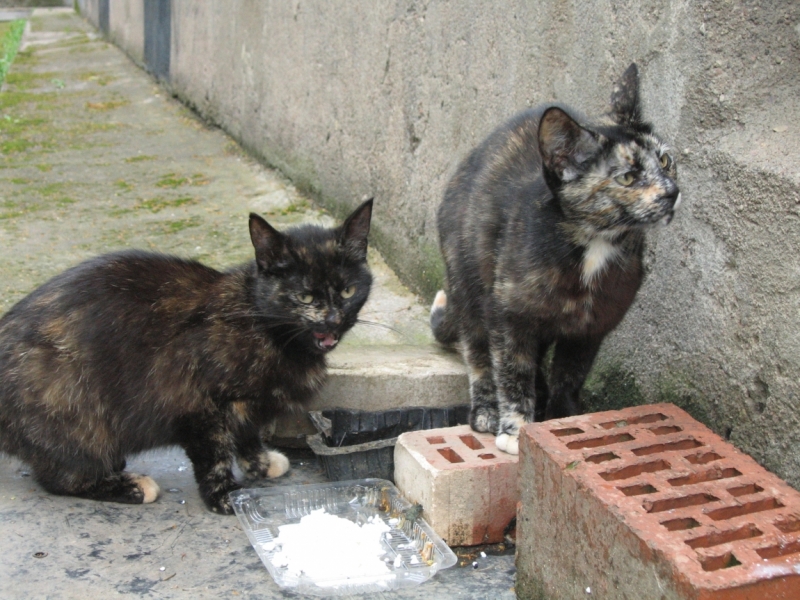 Поговорим о кошках40