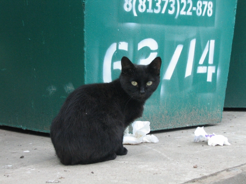 Поговорим о кошках40