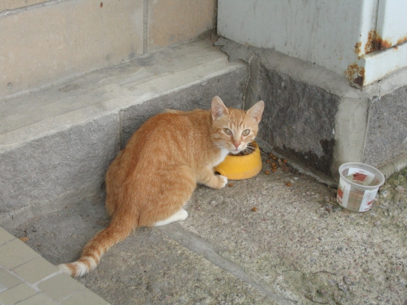 Поговорим о кошках40