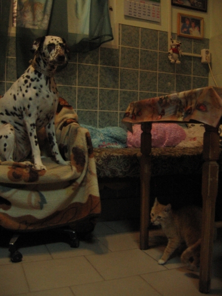 Поговорим о кошках40