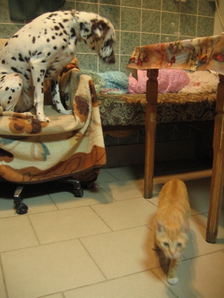 Поговорим о кошках40