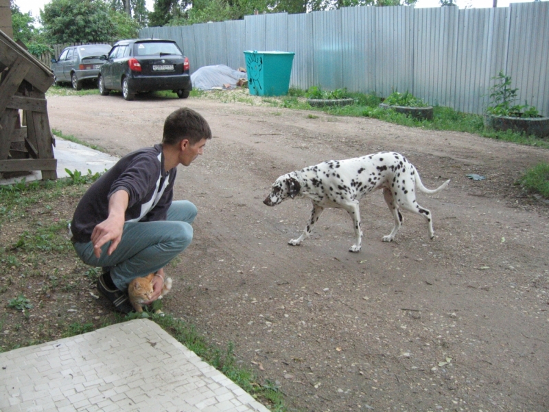 Поговорим о кошках40