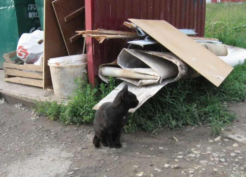 Поговорим о кошках40