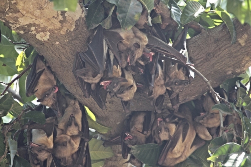 Партизан в двух Гвинеях. Часть 1.