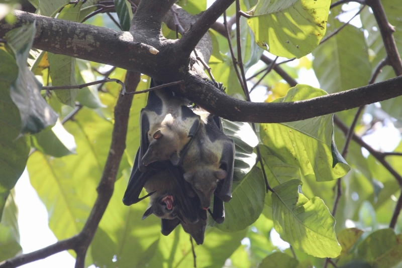 Партизан в двух Гвинеях. Часть 1.