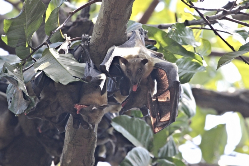 Партизан в двух Гвинеях. Часть 1.