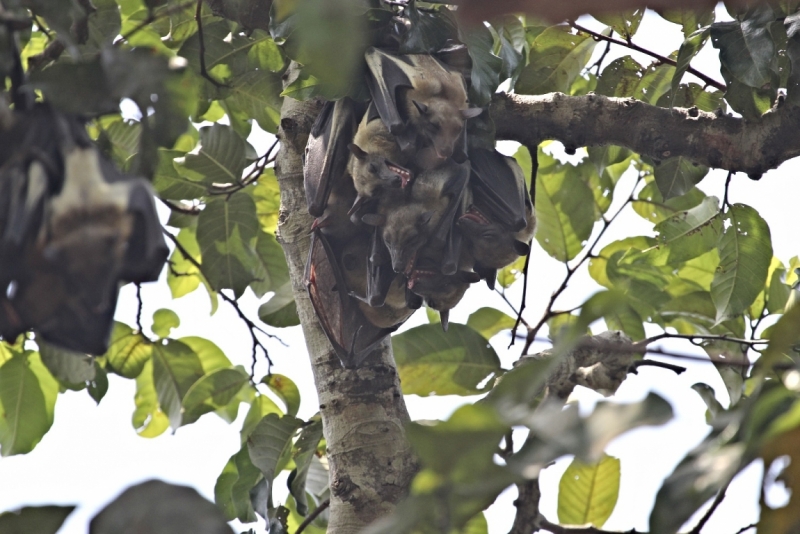 Партизан в двух Гвинеях. Часть 1.