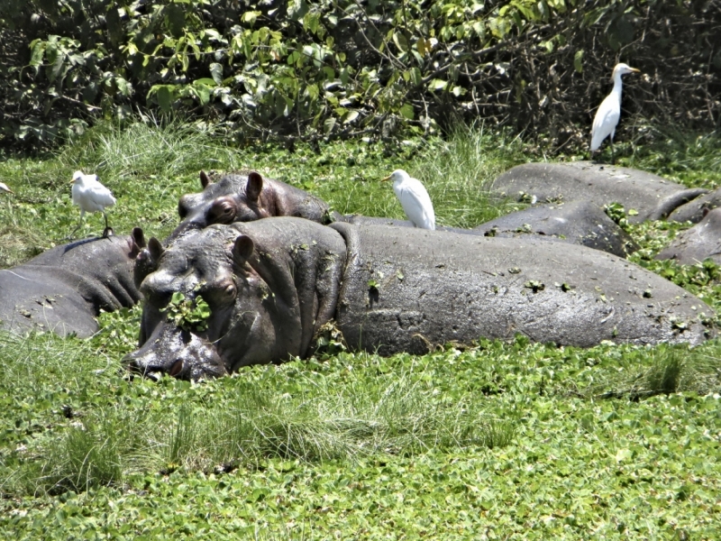 Партизан в двух Гвинеях. Часть 1.