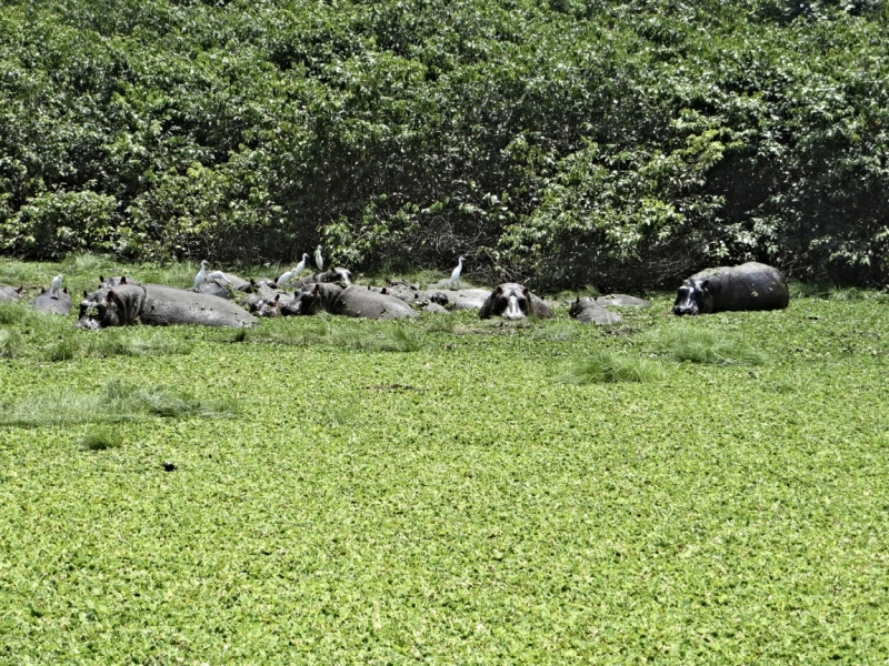 Партизан в двух Гвинеях. Часть 1.
