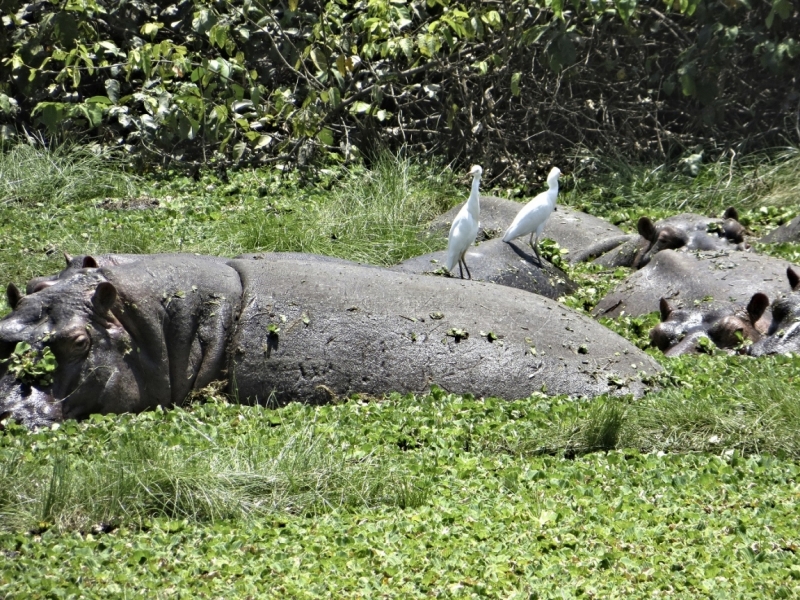 Партизан в двух Гвинеях. Часть 1.