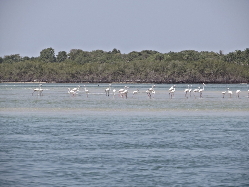 Партизан в двух Гвинеях. Часть 1.