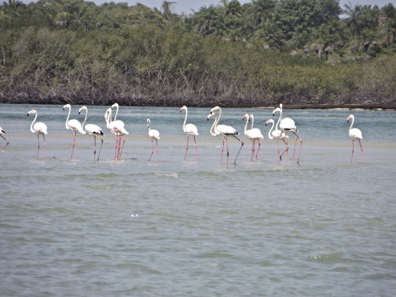 Партизан в двух Гвинеях. Часть 1.