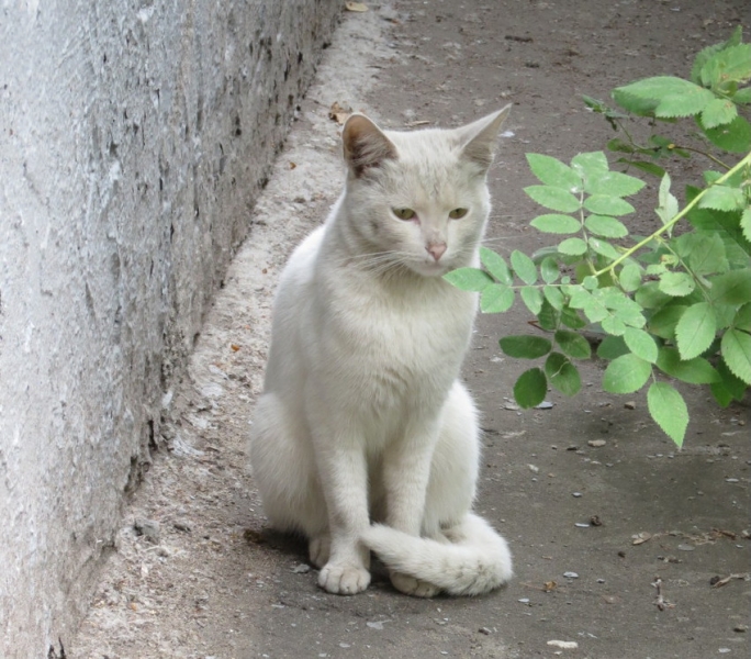 Поговорим о кошках40