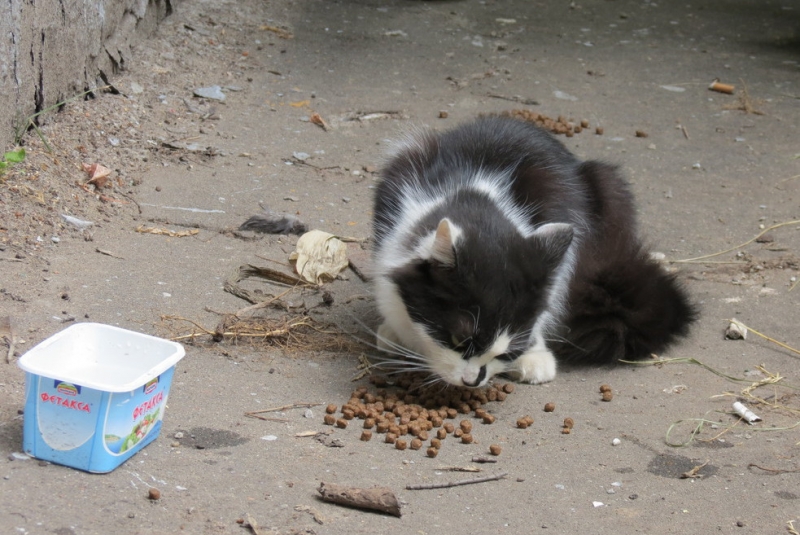 Поговорим о кошках40