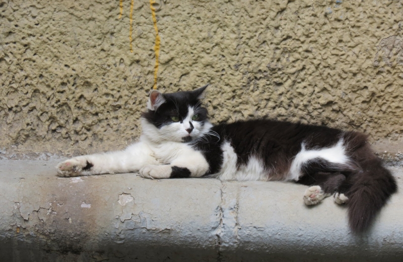 Поговорим о кошках40