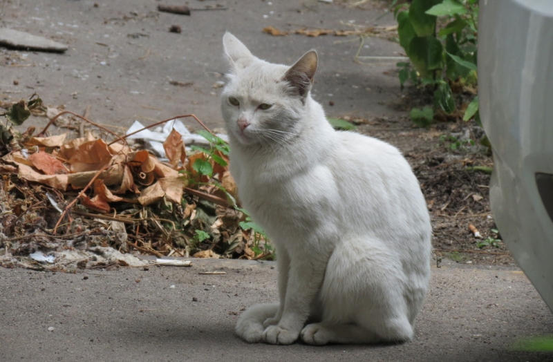 Поговорим о кошках40