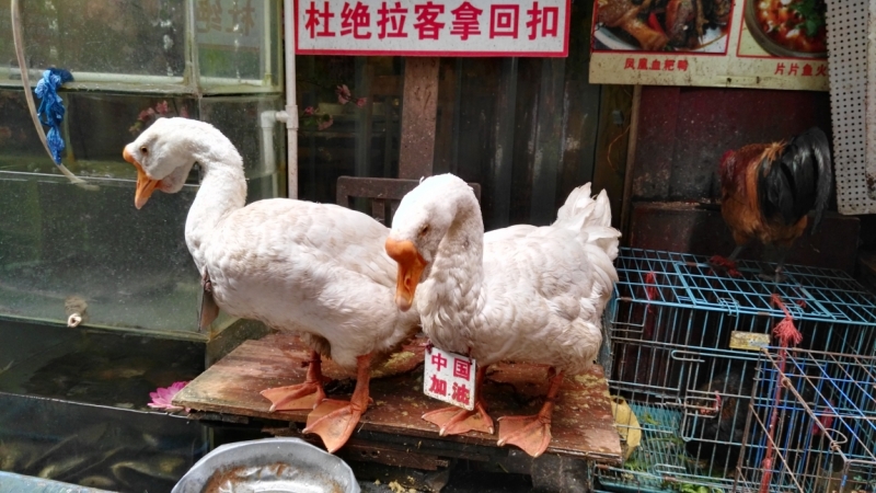 Путешествие, которое изменило жизнь. Месяц в Китае ( 9 городов)