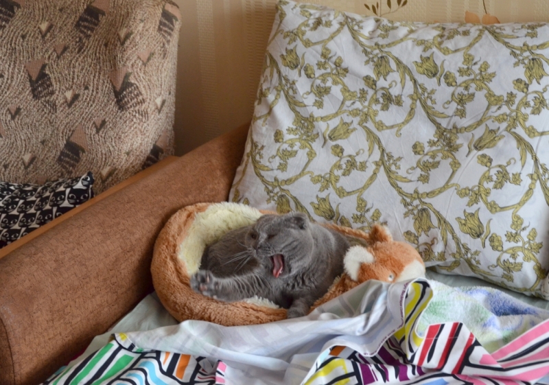 Поговорим о кошках40