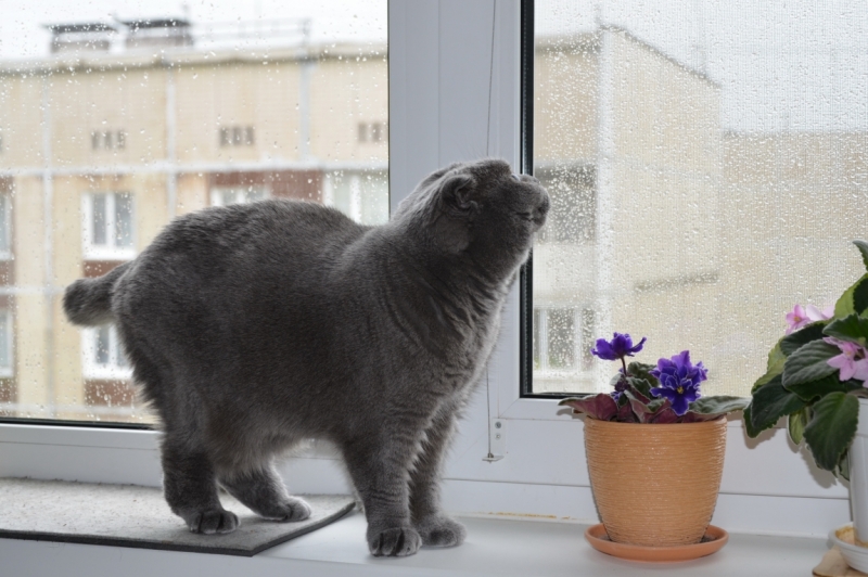 Поговорим о кошках40