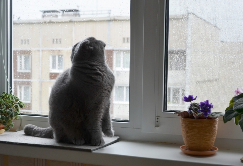 Поговорим о кошках40