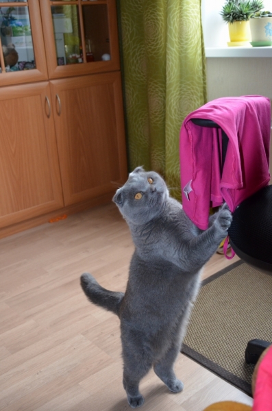 Поговорим о кошках40