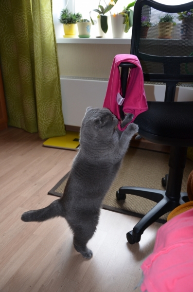 Поговорим о кошках40