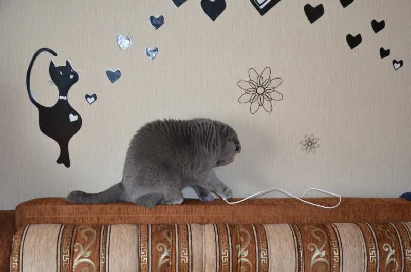 Поговорим о кошках40