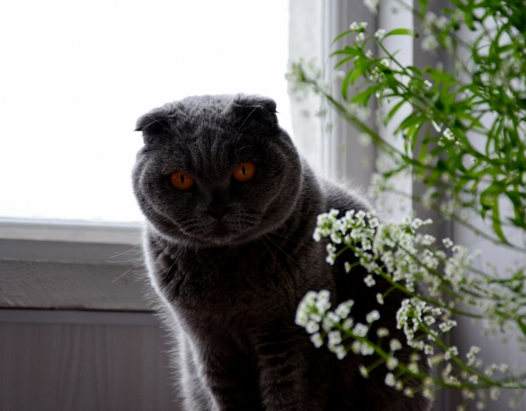 Поговорим о кошках40