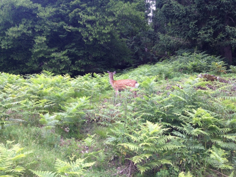 Через термальные источники Венгрии к Австрийским Альпам.
