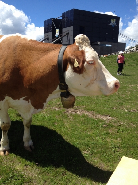 Через термальные источники Венгрии к Австрийским Альпам. Через термальные источники Венгрии к Австрийским Альпам.