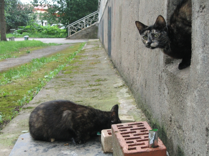 Поговорим о кошках40