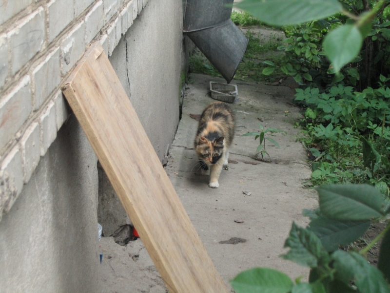 Поговорим о кошках40