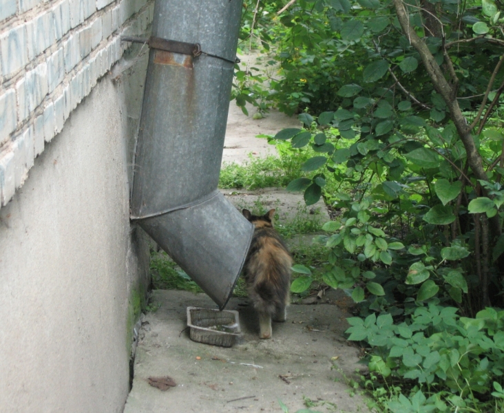 Поговорим о кошках40