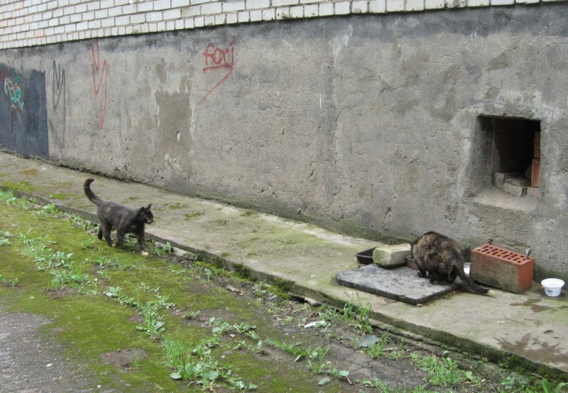 Поговорим о кошках40