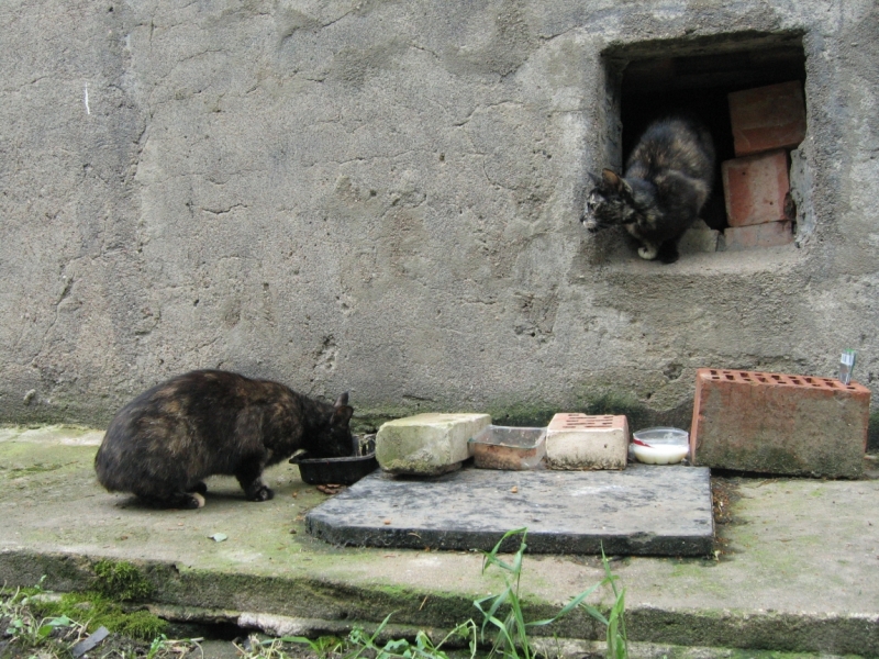 Поговорим о кошках40