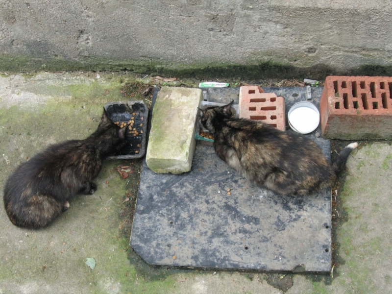 Поговорим о кошках40