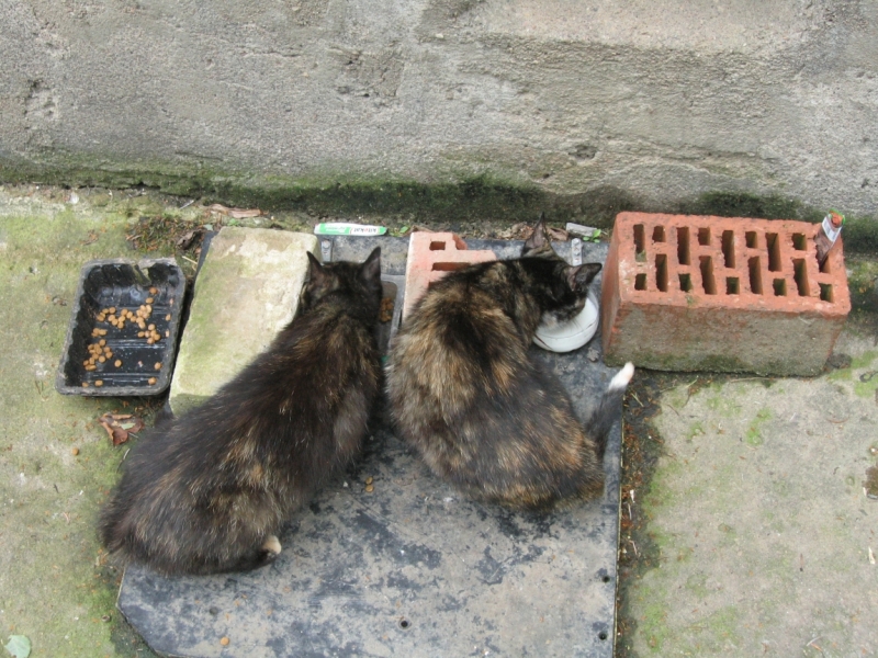 Поговорим о кошках40