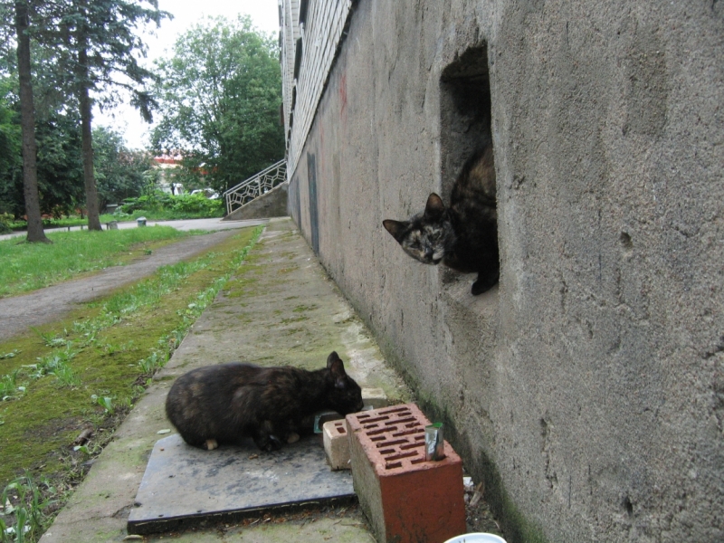 Поговорим о кошках40